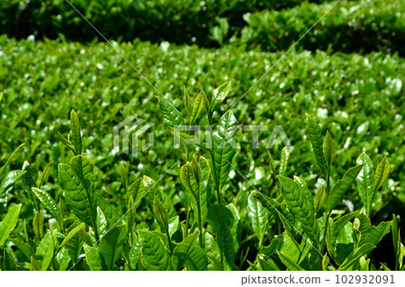 Yame Chuo Daichaen:廣闊的綠茶園景色閃耀著新鮮的綠色 Yame Chuo Daichaen:廣闊的綠茶園景色閃耀著新鮮的綠色 102932091