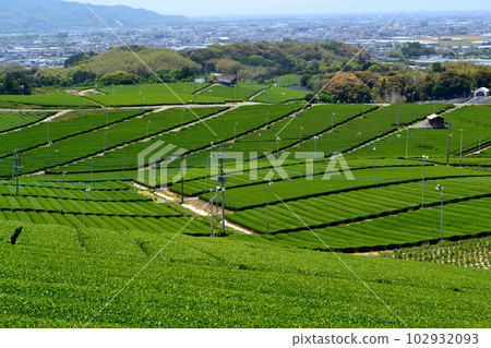 Yame Chuo Daichaen: The view of the vast green tea plantations shining with fresh greenery Yame Chuo Daichaen: The view of the vast green tea plantations shining with fresh greenery 102932093