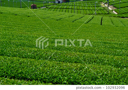 Yame Chuo Daichaen: The view of the vast green tea plantations shining with fresh greenery Yame Chuo Daichaen: The view of the vast green tea plantations shining with fresh greenery 102932096