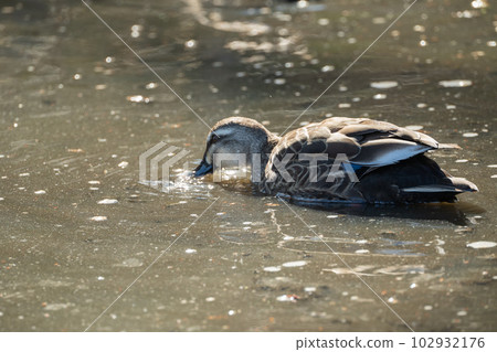A duck searching for food in the water A duck searching for food in the water 102932176