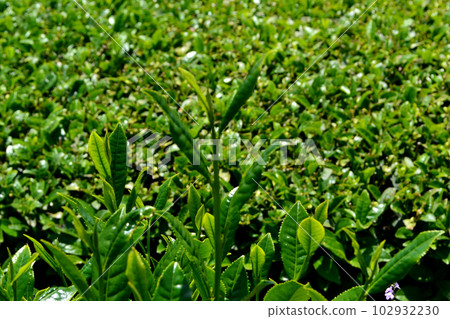 Yame Chuo Daichaen:廣闊的綠茶園景色閃耀著新鮮的綠色 Yame Chuo Daichaen:廣闊的綠茶園景色閃耀著新鮮的綠色 102932230