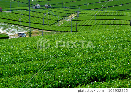 Yame Chuo Daichaen: The view of the vast green tea plantations shining with fresh greenery 102932235