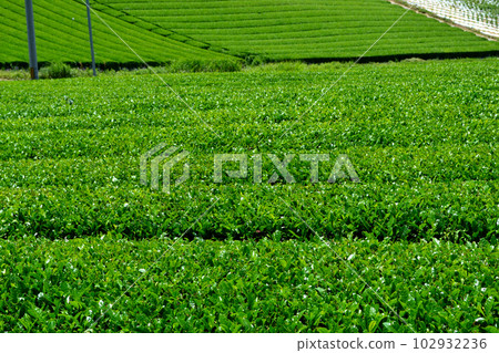 Yame Chuo Daichaen: The view of the vast green tea plantations shining with fresh greenery Yame Chuo Daichaen: The view of the vast green tea plantations shining with fresh greenery 102932236