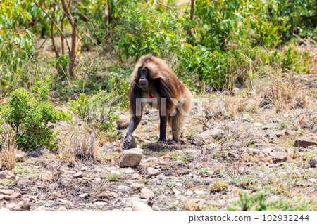 Endemic Gelada, Theropithecus gelada, in Debre Libanos, Simien mountain, Ethiopia wildlife Endemic Gelada, Theropithecus gelada, in Debre Libanos, Simien mountain, Ethiopia wildlife 102932244