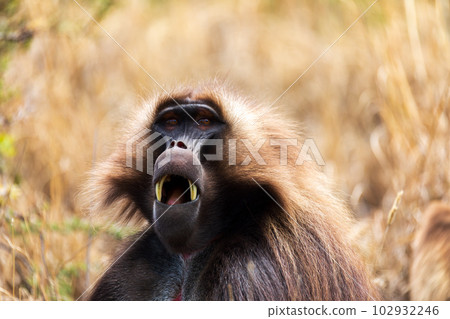 Endemic Gelada, Theropithecus gelada, in Debre Libanos, Simien mountain, Ethiopia wildlife Endemic Gelada, Theropithecus gelada, in Debre Libanos, Simien mountain, Ethiopia wildlife 102932246