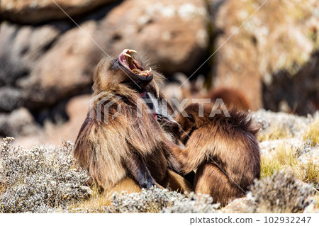 Endemic Gelada, Theropithecus gelada, in Simien mountain, Ethiopia wildlife Endemic Gelada, Theropithecus gelada, in Simien mountain, Ethiopia wildlife 102932247