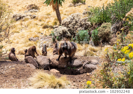 Endemic Gelada, Theropithecus gelada, in Simien mountain, Ethiopia wildlife 102932248