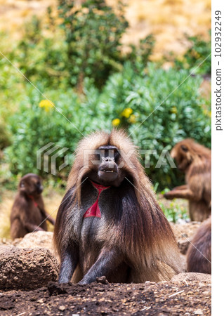 Endemic Gelada, Theropithecus gelada, in Simien mountain, Ethiopia wildlife Endemic Gelada, Theropithecus gelada, in Simien mountain, Ethiopia wildlife 102932249