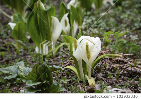Mizubasho in the early spring forest Mizubasho in the early spring forest 102932330
