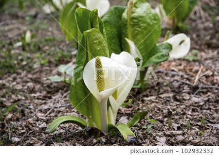 Mizubasho in the early spring forest Mizubasho in the early spring forest 102932332