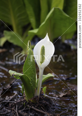 早春林中的水芭蕉 早春林中的水芭蕉 102932382