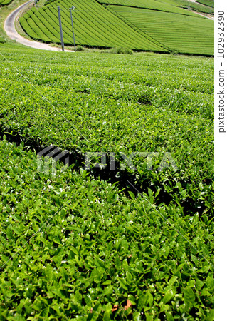 Yame Chuo Daichaen: The view of the vast green tea plantations shining with fresh greenery Yame Chuo Daichaen: The view of the vast green tea plantations shining with fresh greenery 102932390