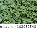 One leaf 102932548