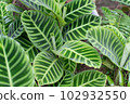 One leaf 102932550