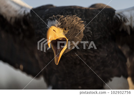 Angry and attacking steller's sea eagle - haliaeetus pelagicus Angry and attacking steller's sea eagle - haliaeetus pelagicus 102932756