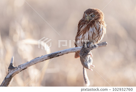 Eurasian pygmy owl - Glaucidium passerinum - sitting on a branch Eurasian pygmy owl - Glaucidium passerinum - sitting on a branch 102932760