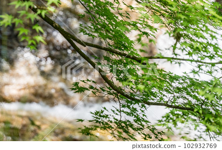 The fresh green scenery of the Dakema Valley and the waterfall where the fresh breeze of early summer shakes the green maple leaves 102932769