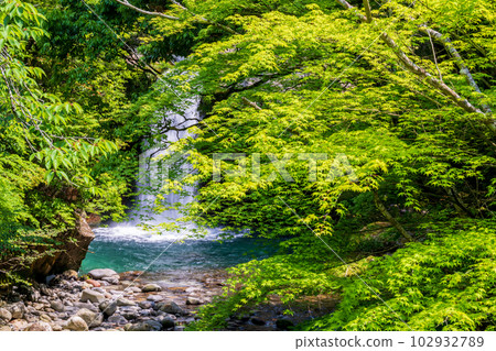 初夏的清風吹拂著翠綠的楓葉,達克瑪谷的清新綠色風光和瀑布 初夏的清風吹拂著翠綠的楓葉,達克瑪谷的清新綠色風光和瀑布 102932789
