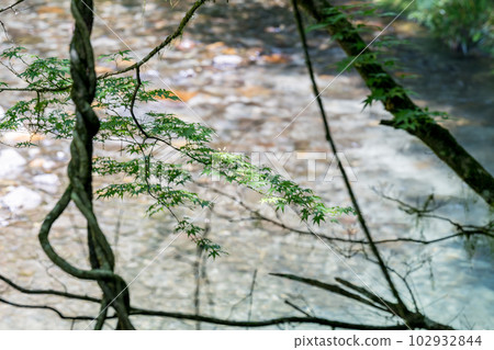The fresh green scenery of the Dakema Valley and the waterfall where the fresh breeze of early summer shakes the green maple leaves The fresh green scenery of the Dakema Valley and the waterfall where the fresh breeze of early summer shakes the green maple leaves 102932844