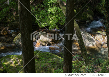 初夏的清風吹拂著翠綠的楓葉，達克瑪谷的清新綠色風光和瀑布 102932866