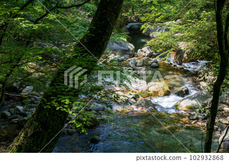 初夏的清風吹拂著翠綠的楓葉，達克瑪谷的清新綠色風光和瀑布 102932868