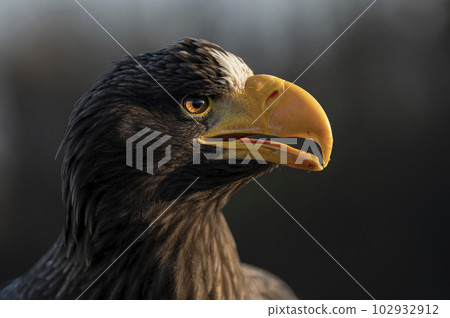 Steller's sea eagle - haliaeetus pelagicus - sitting as a model Steller's sea eagle - haliaeetus pelagicus - sitting as a model 102932912