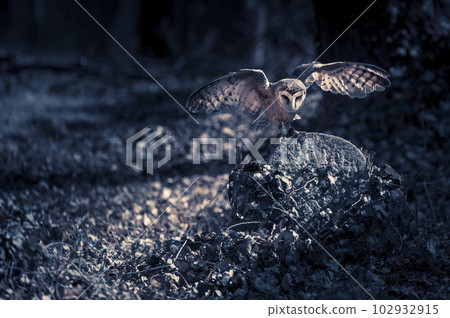 Barn owl sitting at the gravestone at cemetery Barn owl sitting at the gravestone at cemetery 102932915