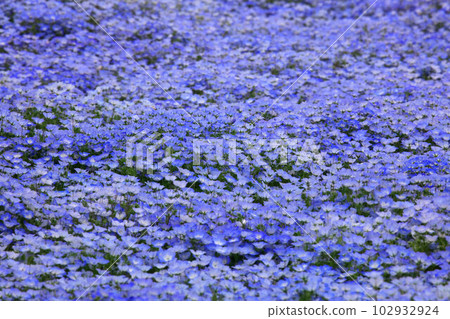 在盛開的春天盛開的 nemophila 在盛開的春天盛開的 nemophila 102932924