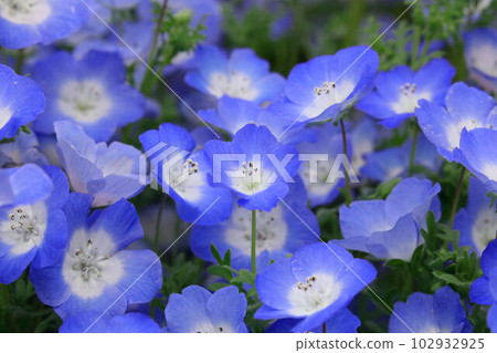 在盛開的春天盛開的 nemophila 在盛開的春天盛開的 nemophila 102932925