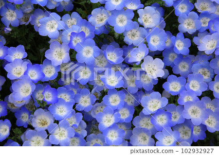 Blooming nemophila in full spring Blooming nemophila in full spring 102932927