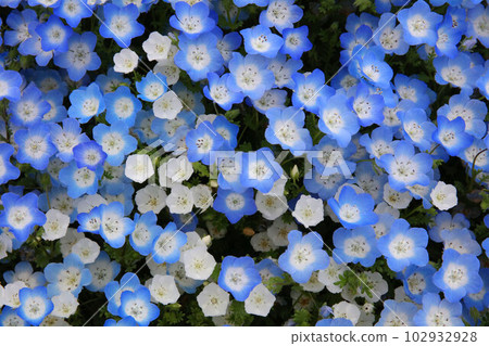 在盛開的春天盛開的 nemophila 102932928