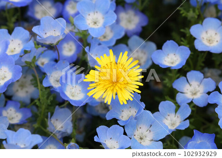 春暖花開,荸薺和蒲公英盛開 春暖花開,荸薺和蒲公英盛開 102932929