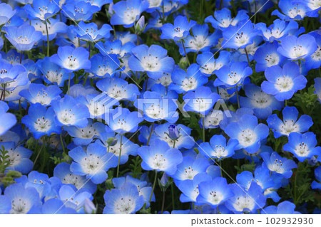 在盛開的春天盛開的 nemophila 102932930