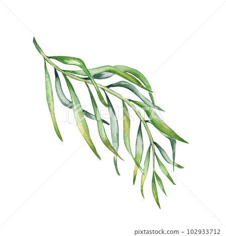 Palm leaves of acai tree watercolor illustration isolated on white background. Green brunch of tropical palm, exotic leaf hand drawn. Design element for wrapping, packaging, label, kitchen utensil Palm leaves of acai tree watercolor illustration isolated on white background. Green brunch of tropical palm, exotic leaf hand drawn. Design element for wrapping, packaging, label, kitchen utensil 102933712