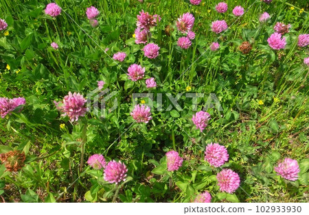 Red clover Red clover 102933930