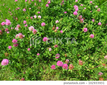 Red clover Red clover 102933931