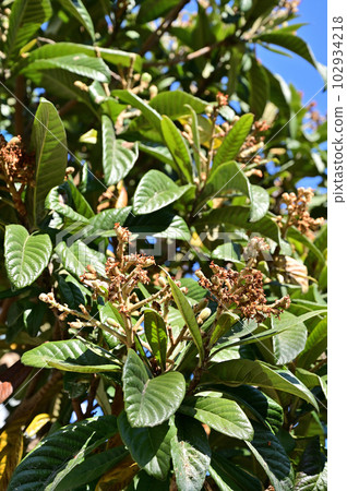 Tree: Loquat Rosaceae 102934218