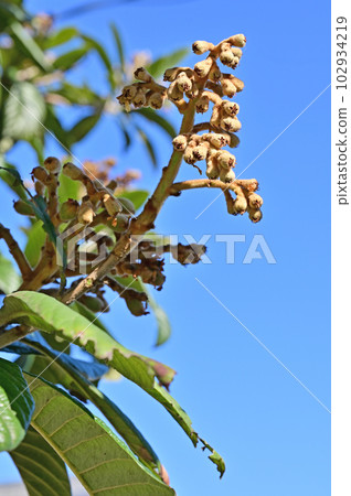 Tree: Loquat Rosaceae Tree: Loquat Rosaceae 102934219