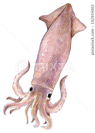Watercolor illustration, hand-drawn illustration, squid 102934802
