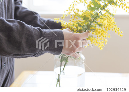 A person who puts cut mimosa flowers in a vase 102934829