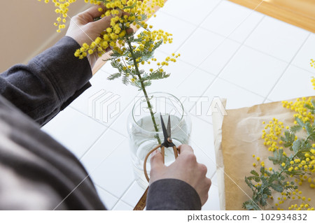A person who puts cut mimosa flowers in a vase 102934832