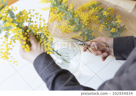 A person who puts cut mimosa flowers in a vase A person who puts cut mimosa flowers in a vase 102934834