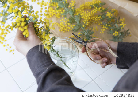 A person who puts cut mimosa flowers in a vase 102934835