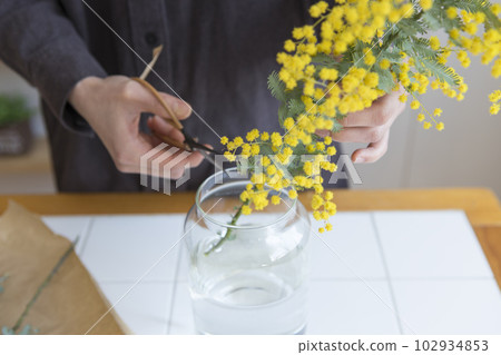 A person who puts cut mimosa flowers in a vase 102934853