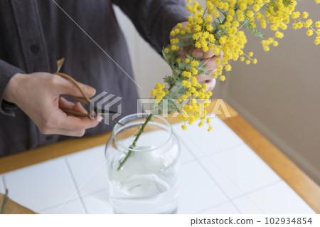 A person who puts cut mimosa flowers in a vase A person who puts cut mimosa flowers in a vase 102934854
