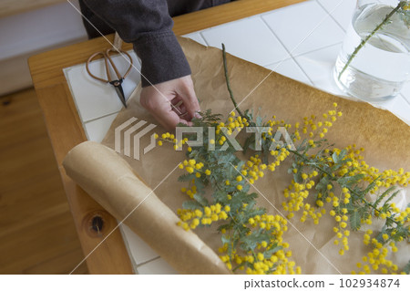 A person who puts cut mimosa flowers in a vase 102934874