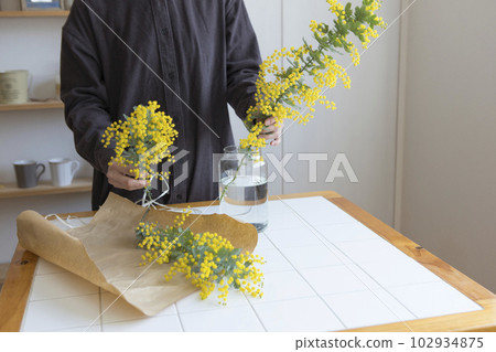 A person who puts cut mimosa flowers in a vase 102934875