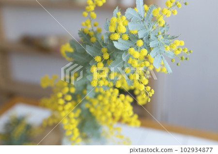 含羞草切花的特寫 102934877