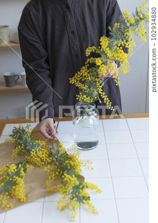 A person who puts cut mimosa flowers in a vase 102934880
