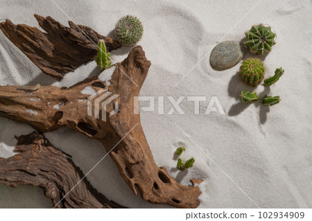 Few big tree branches are decorated with types of green Cacti against the sand background. Template for mockup your design, banner, poster Few big tree branches are decorated with types of green Cacti against the sand background. Template for mockup your design, banner, poster 102934909